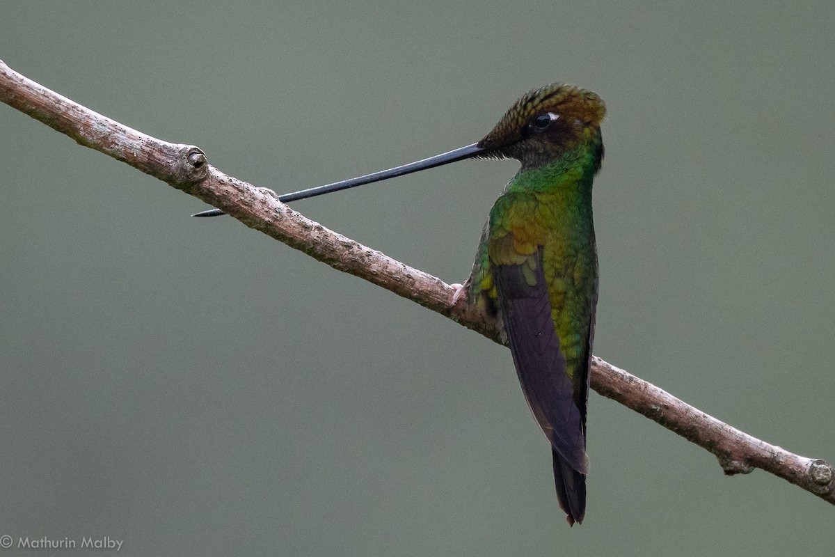 Sword-billed Hummingbird - ML184060931