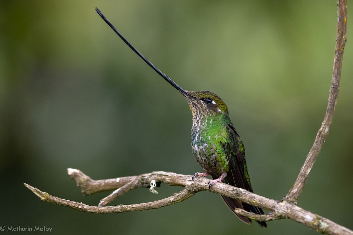 Sword-billed Hummingbird - ML184061231