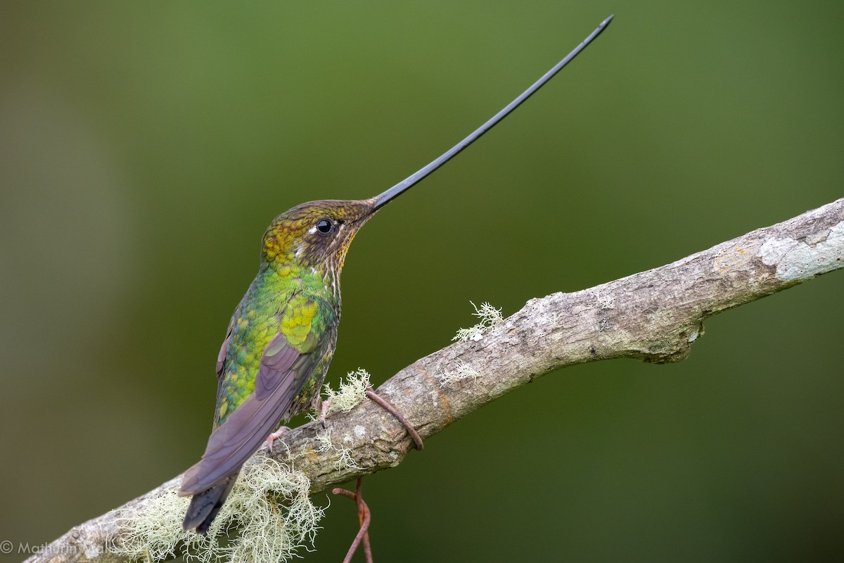 Sword-billed Hummingbird - ML184061251