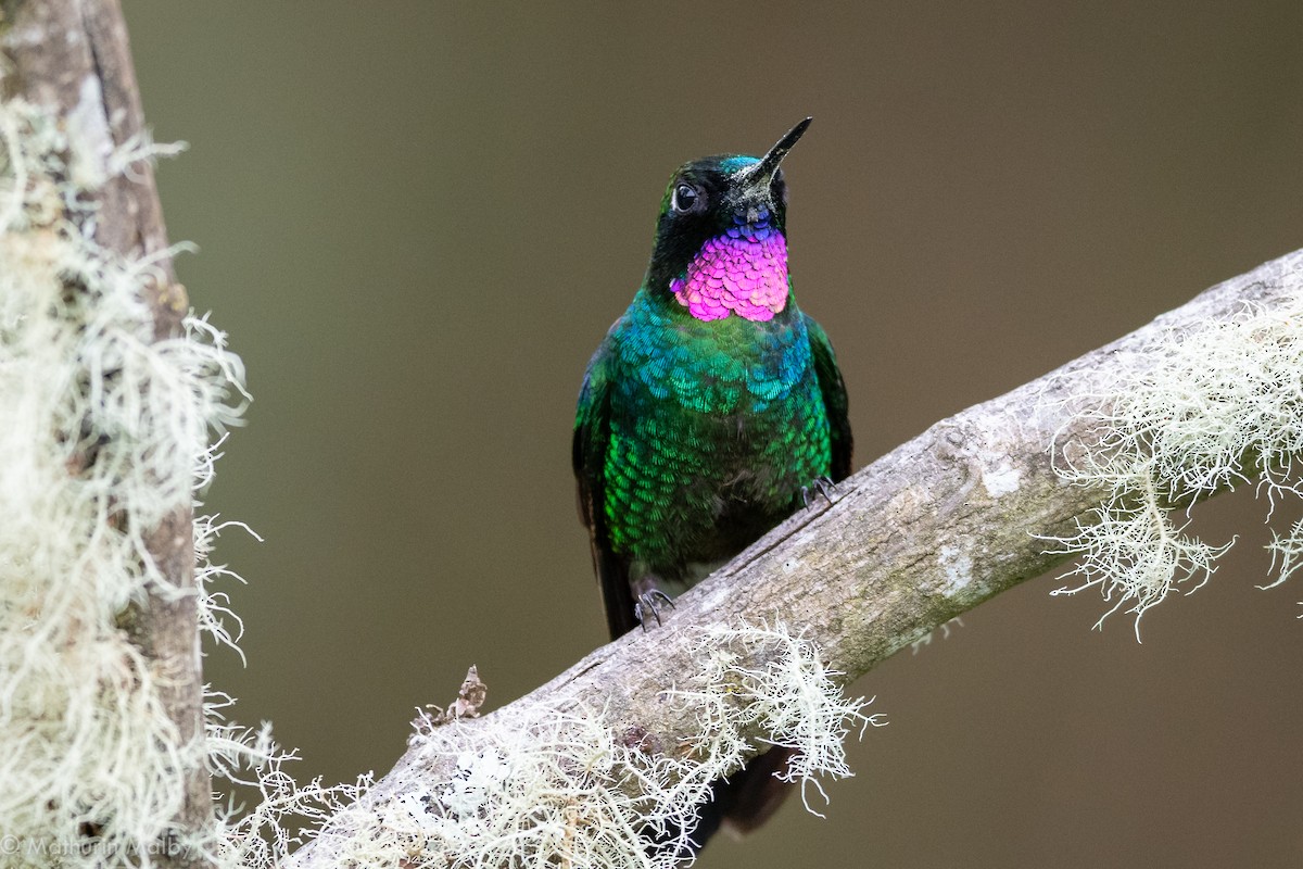 kolibřík turmalinový - ML184061321