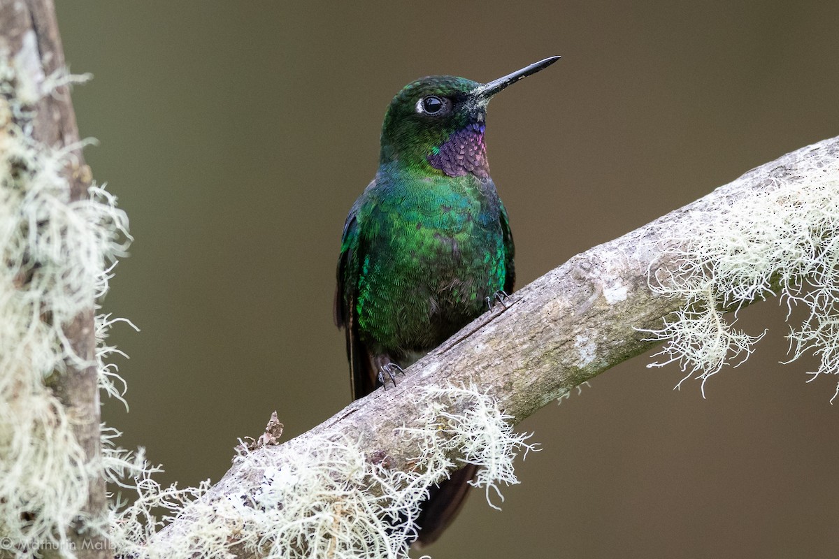 kolibřík turmalinový - ML184061331
