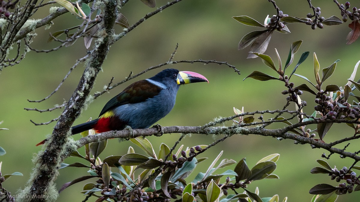 Gray-breasted Mountain-Toucan - ML184061421