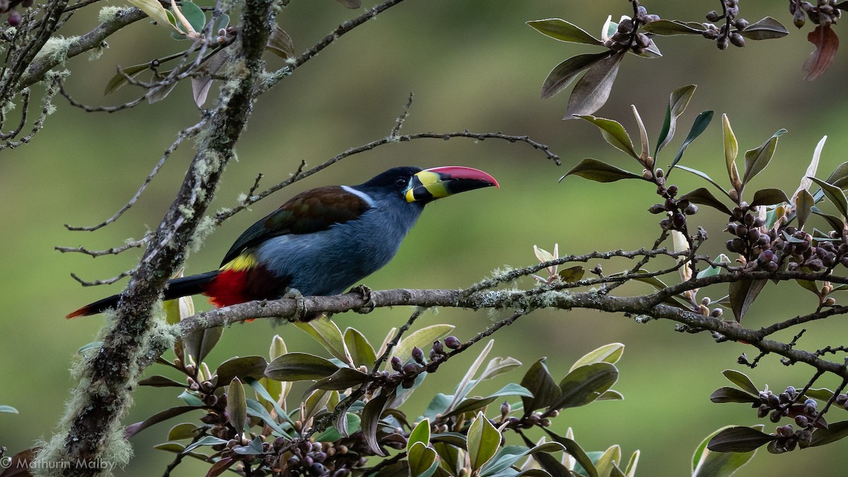Gray-breasted Mountain-Toucan - ML184061441