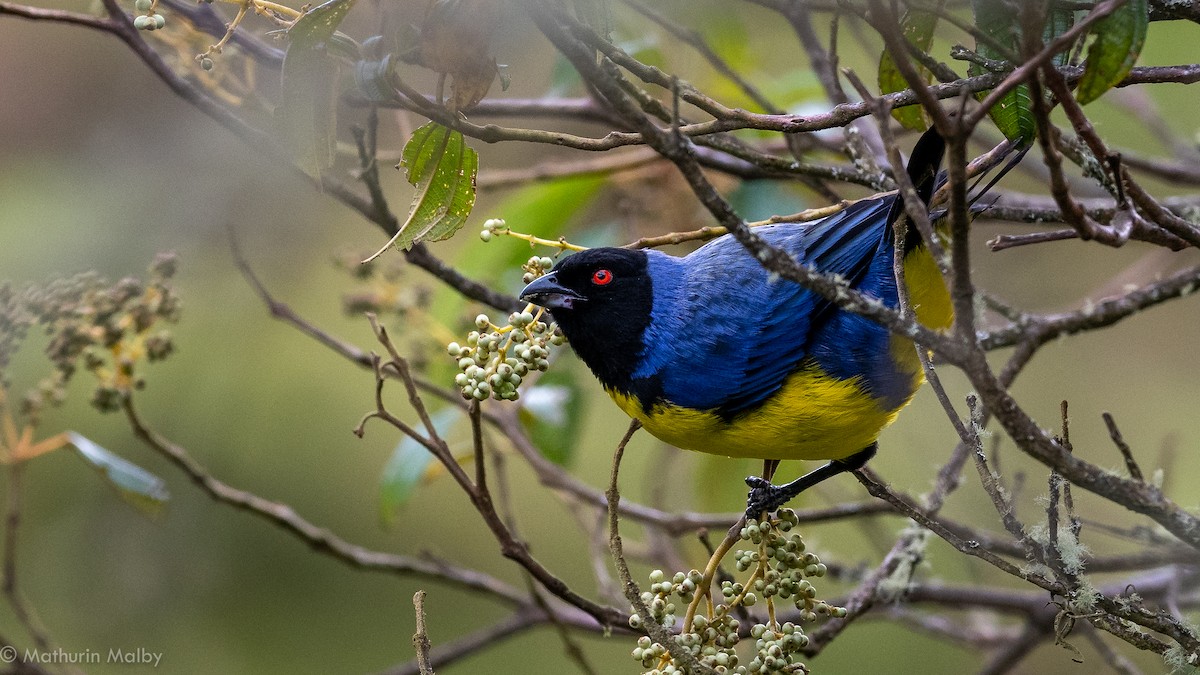 Hooded Mountain Tanager - ML184061491