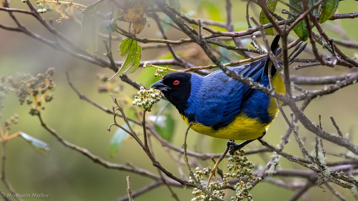 Hooded Mountain Tanager - ML184061501