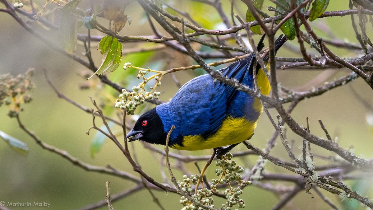 Hooded Mountain Tanager - ML184061511