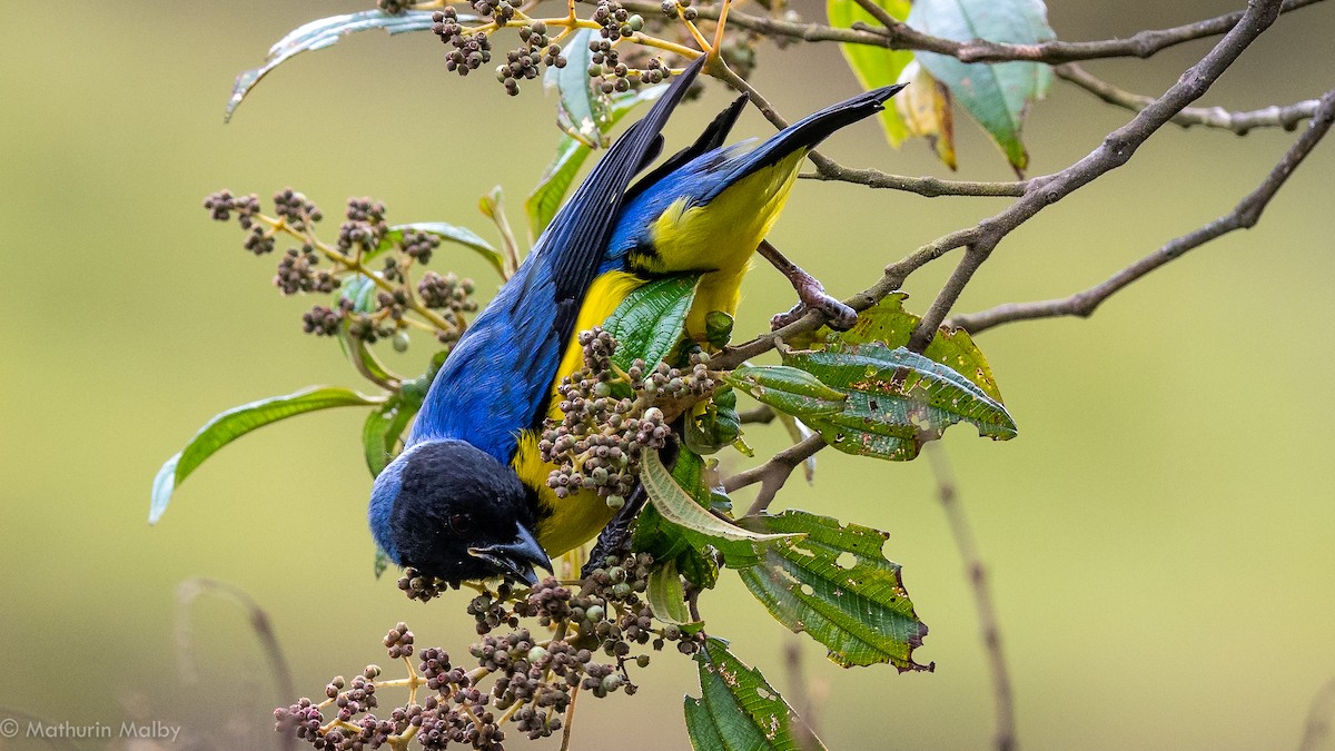 Hooded Mountain Tanager - Mathurin Malby