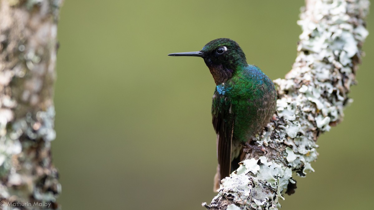 kolibřík turmalinový - ML184061971