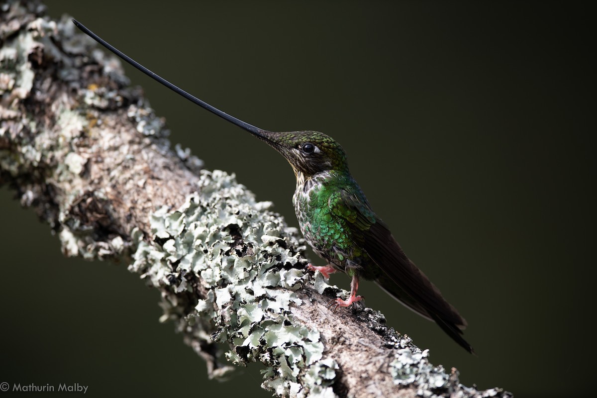 Sword-billed Hummingbird - ML184062401