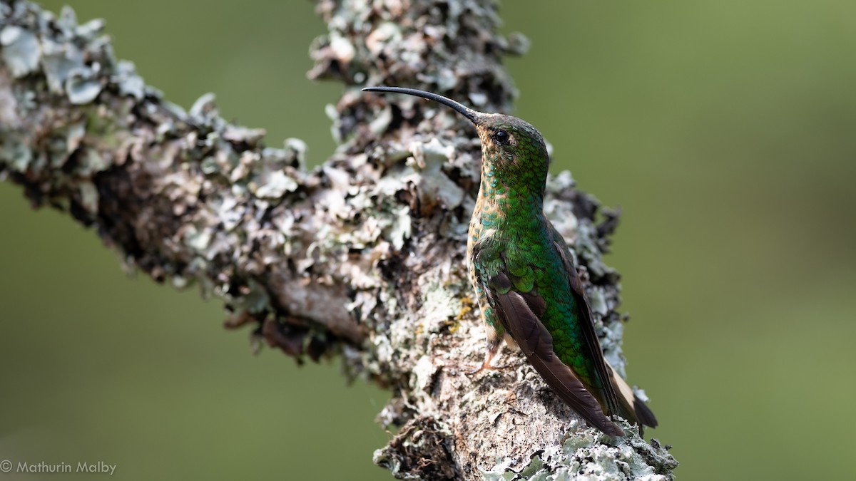 kolibřík aksamitový - ML184062571