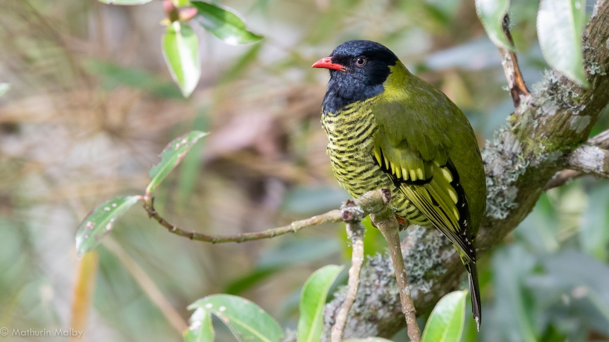 Barred Fruiteater - Mathurin Malby