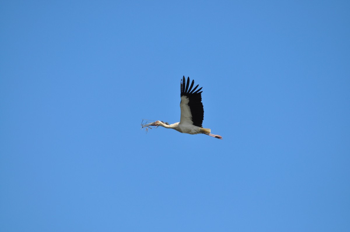 Oriental Stork - 張 俊章