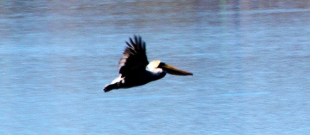 pelikán hnědý - ML184064881