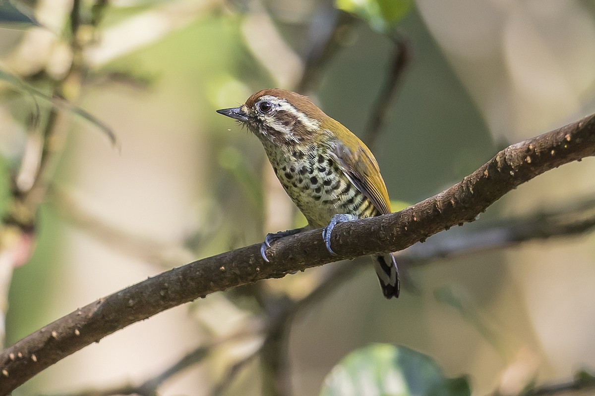 Speckled Piculet - ML184064931