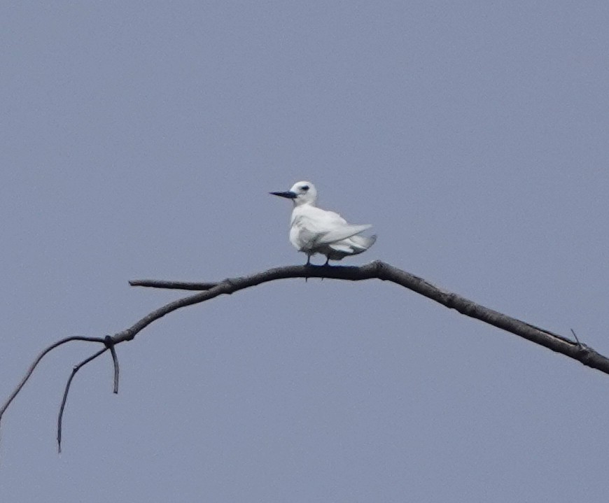 White Tern - ML184065071