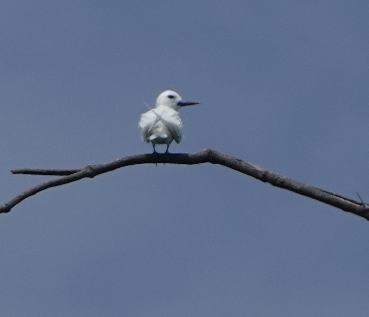 White Tern - ML184065131