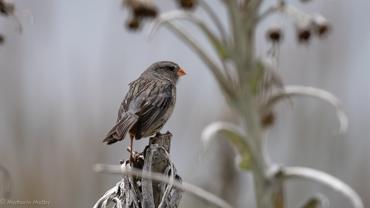 Plain-colored Seedeater - Mathurin Malby