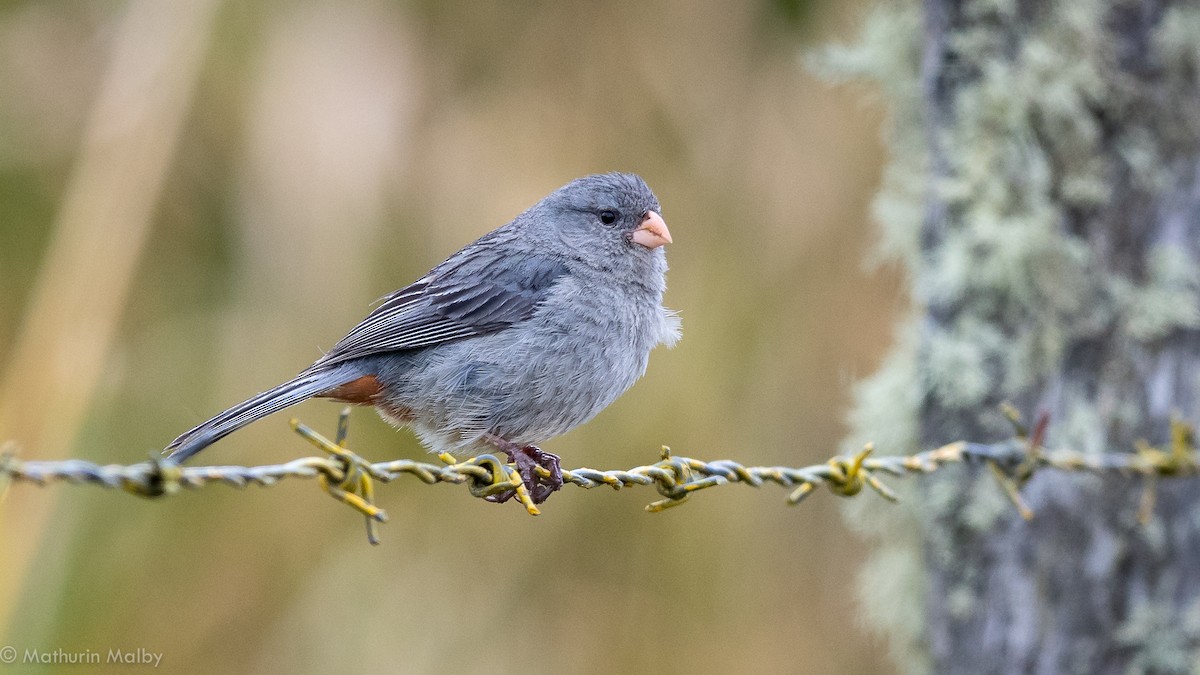 Plain-colored Seedeater - ML184068001
