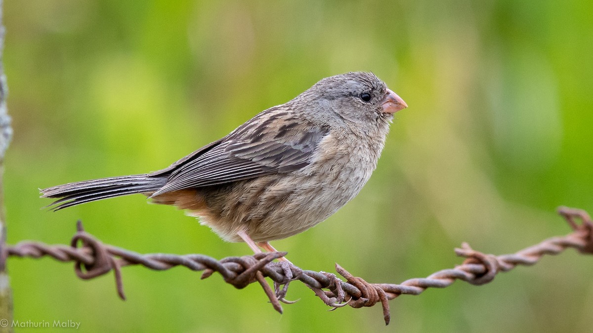 Plain-colored Seedeater - ML184068011