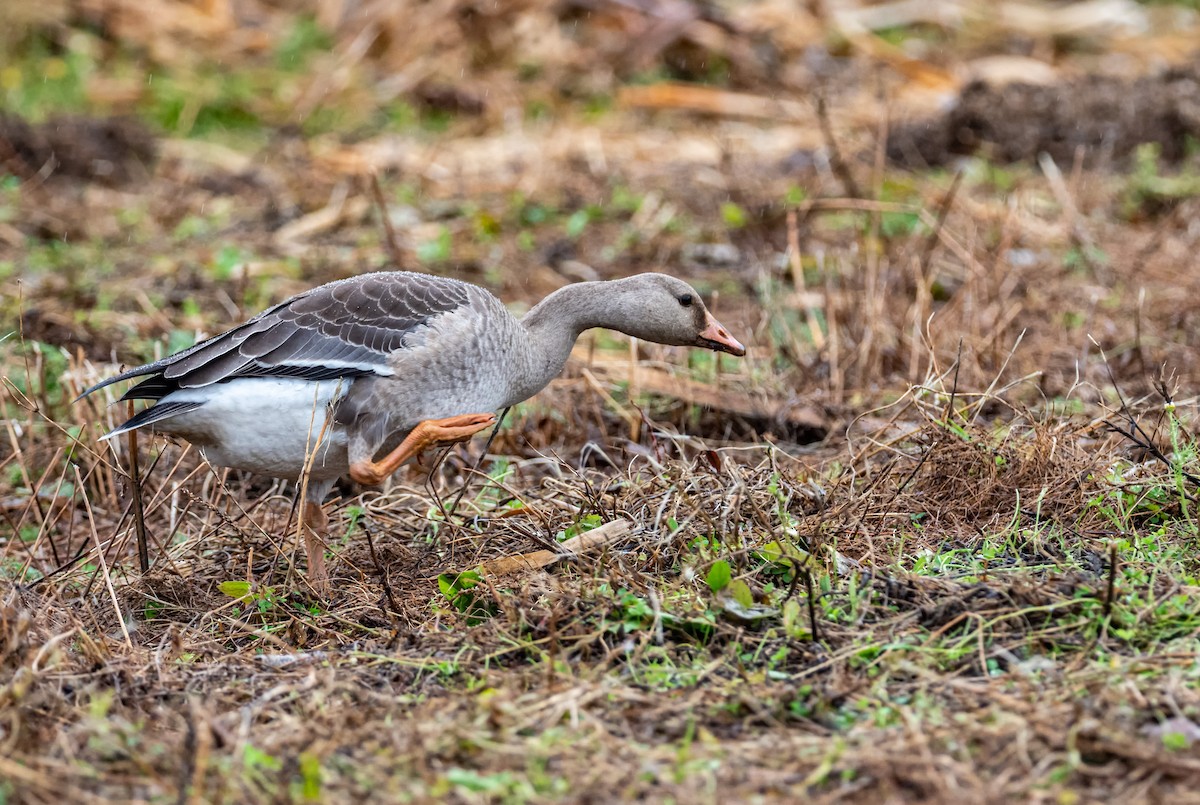 Greater White-fronted Goose - ML184074361