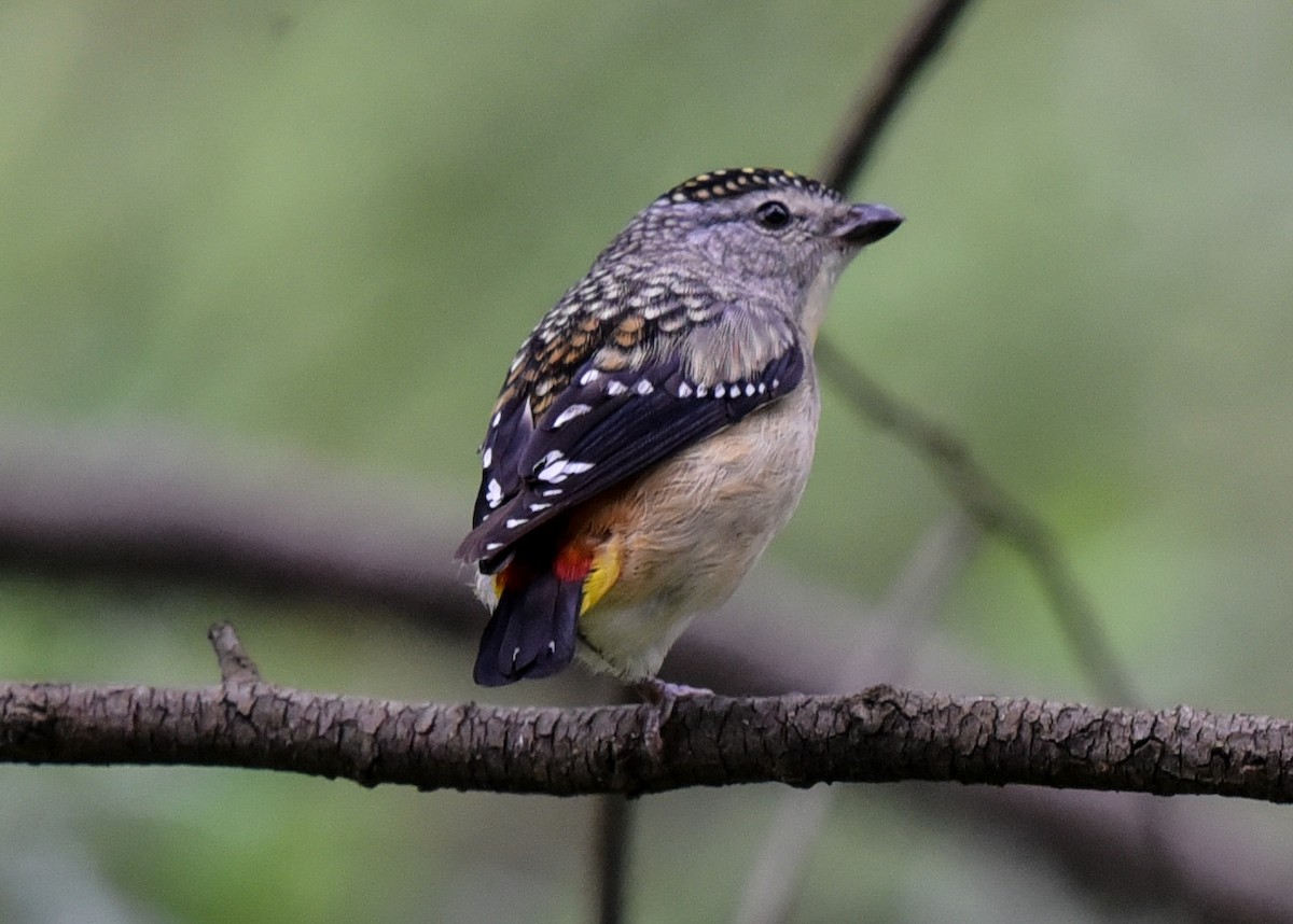 Spotted Pardalote - ML184076741