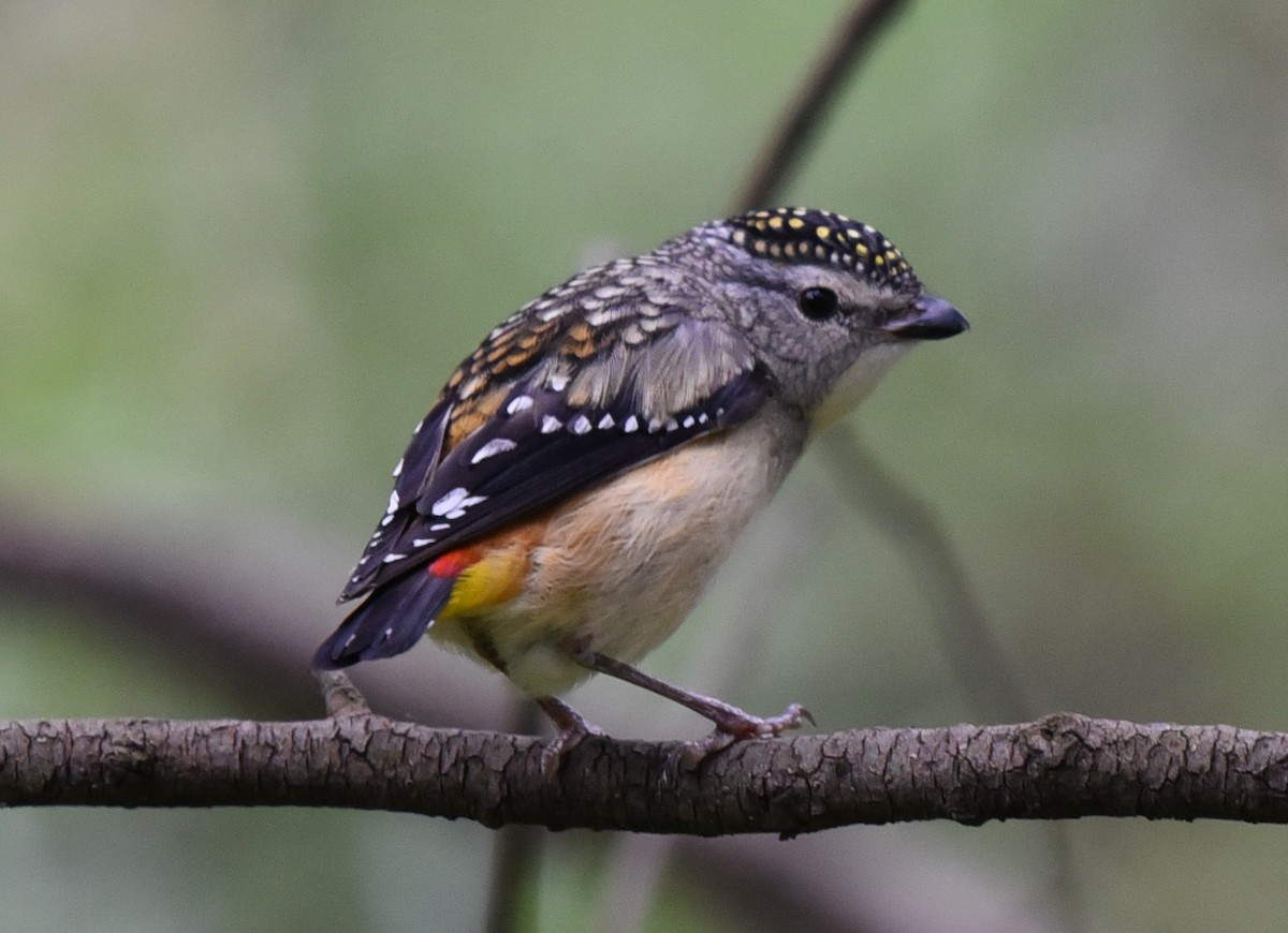 Spotted Pardalote - ML184076751