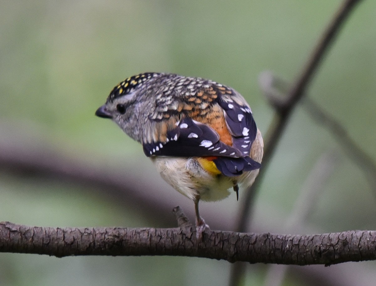 Spotted Pardalote - ML184076761