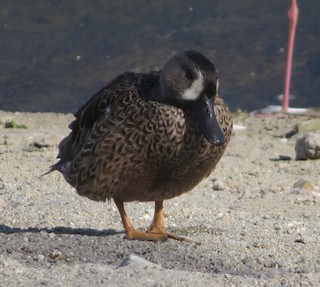 Blue-winged Teal, ML184077301