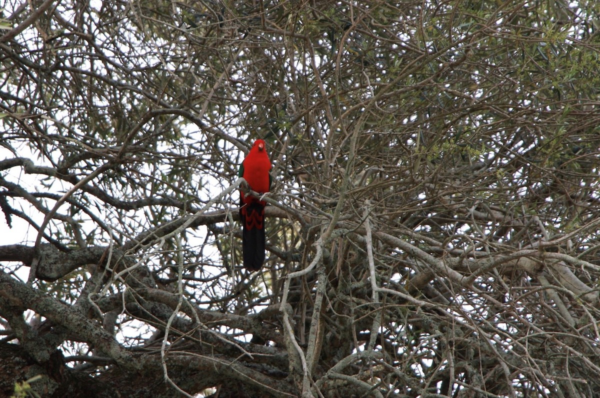 Australian King-Parrot - ML184079521