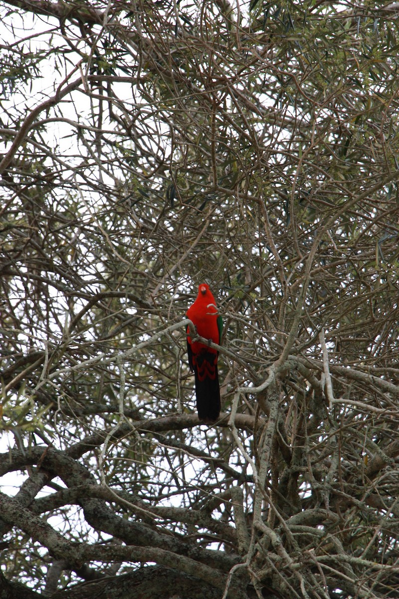 Australian King-Parrot - Dan Burgin