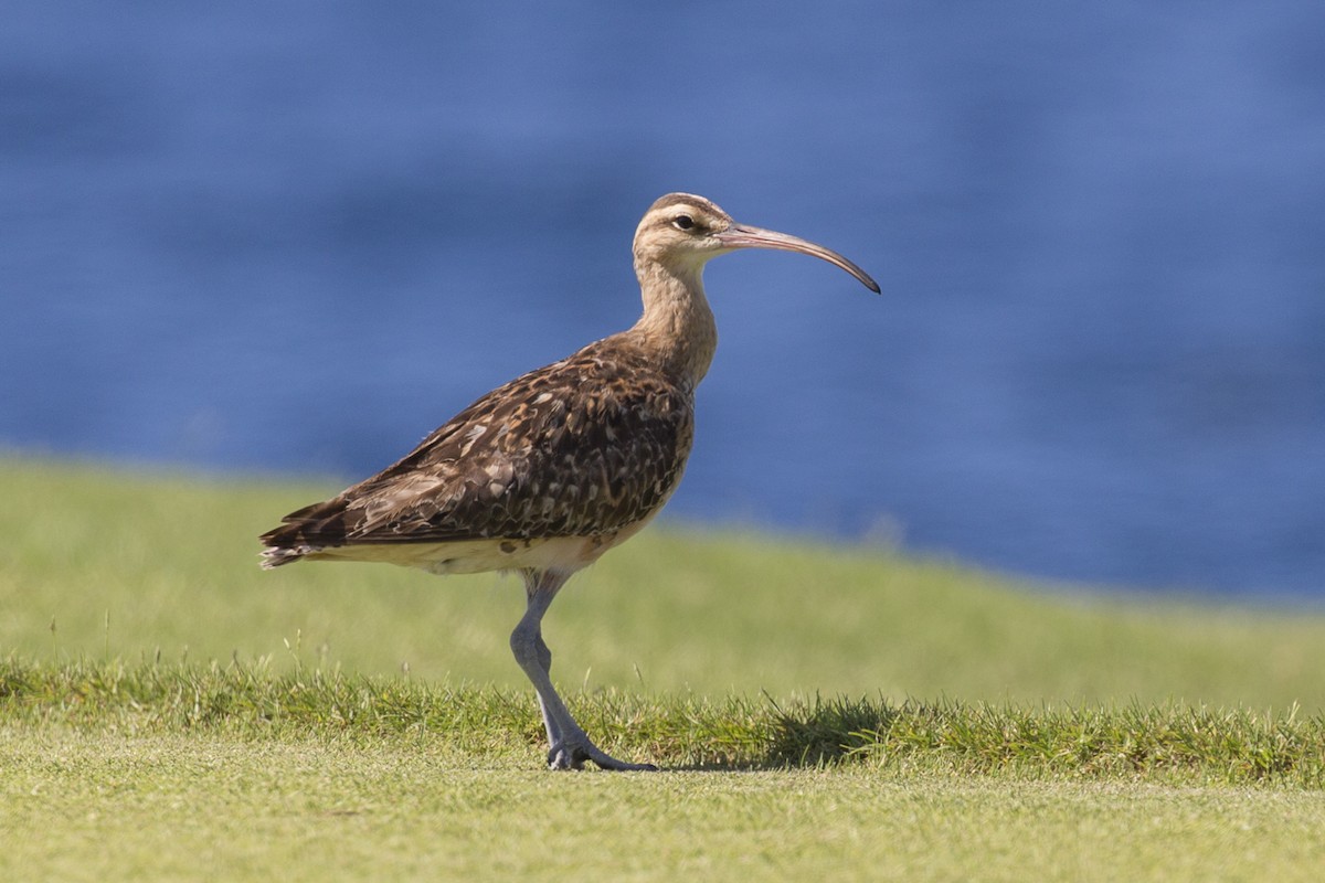 Bristle-thighed Curlew - ML184081731