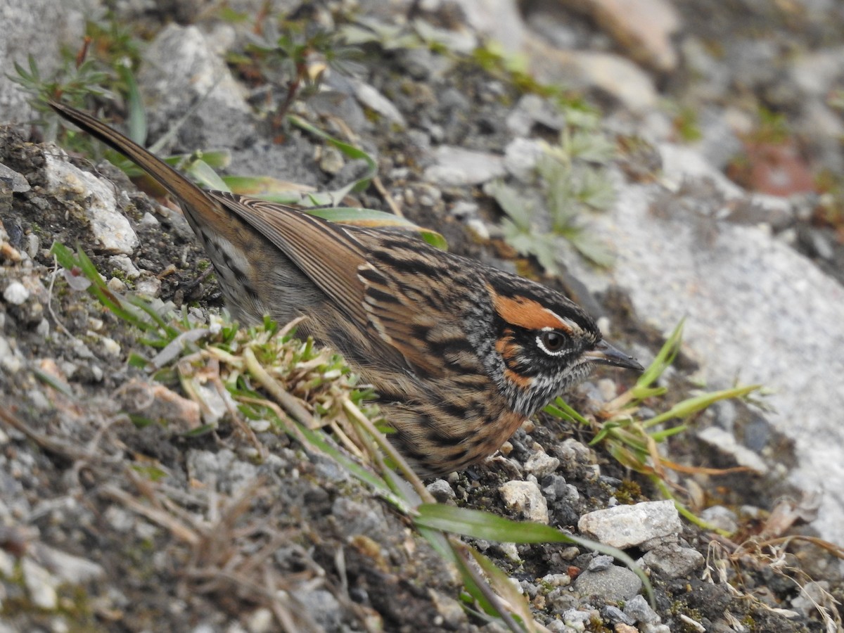 Rufous-breasted Accentor - ML184081921