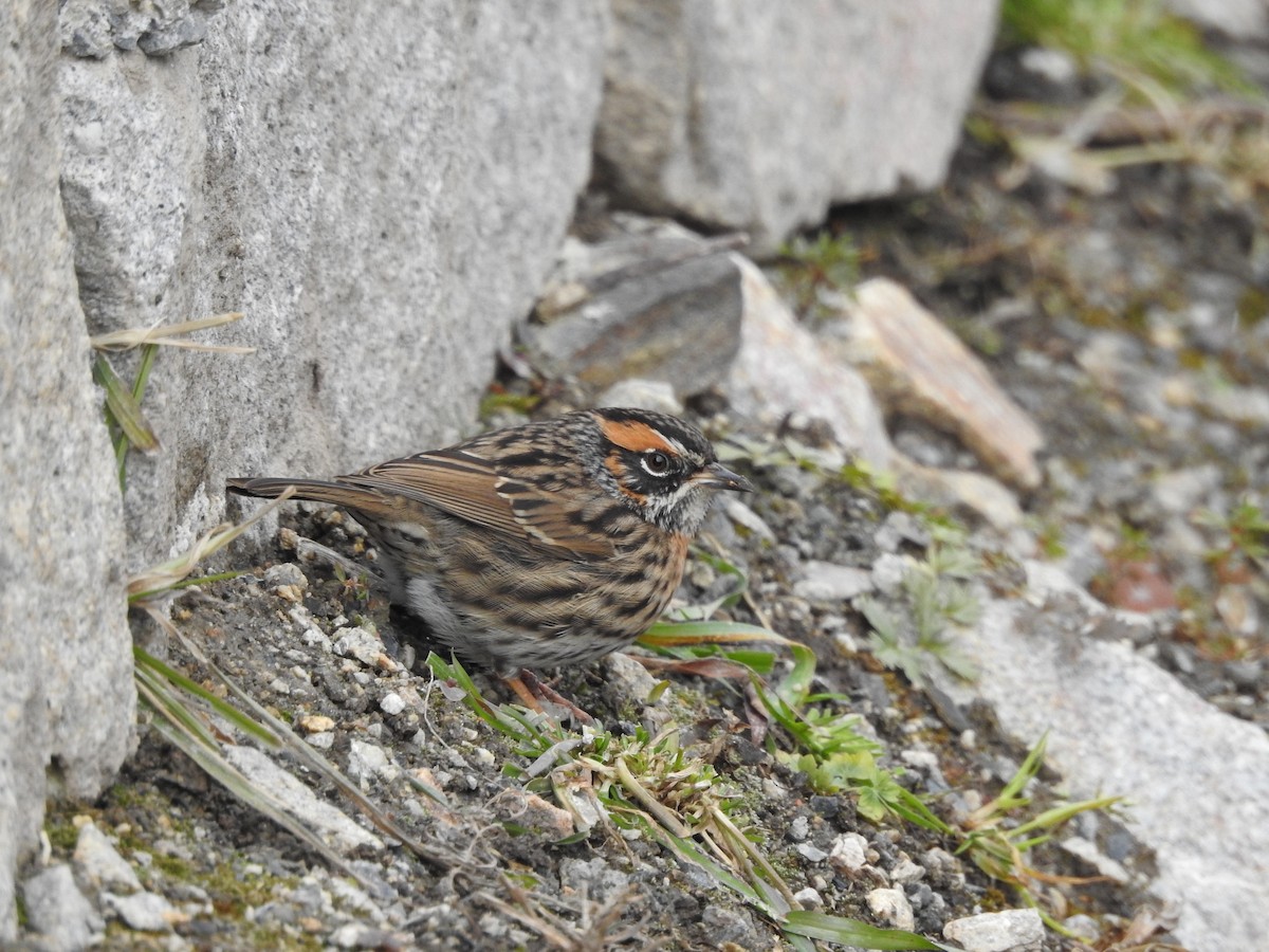 Rufous-breasted Accentor - Philip Steiner