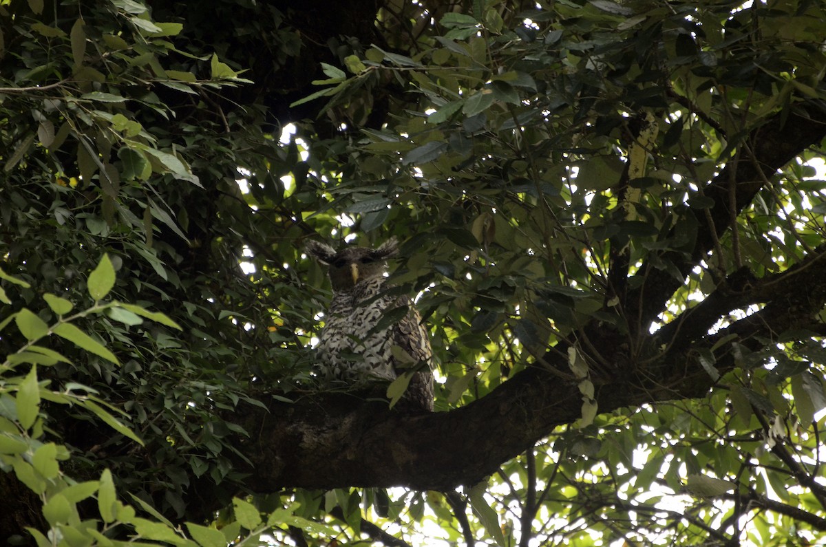 Spot-bellied Eagle-Owl - Panchapakesan Jeganathan