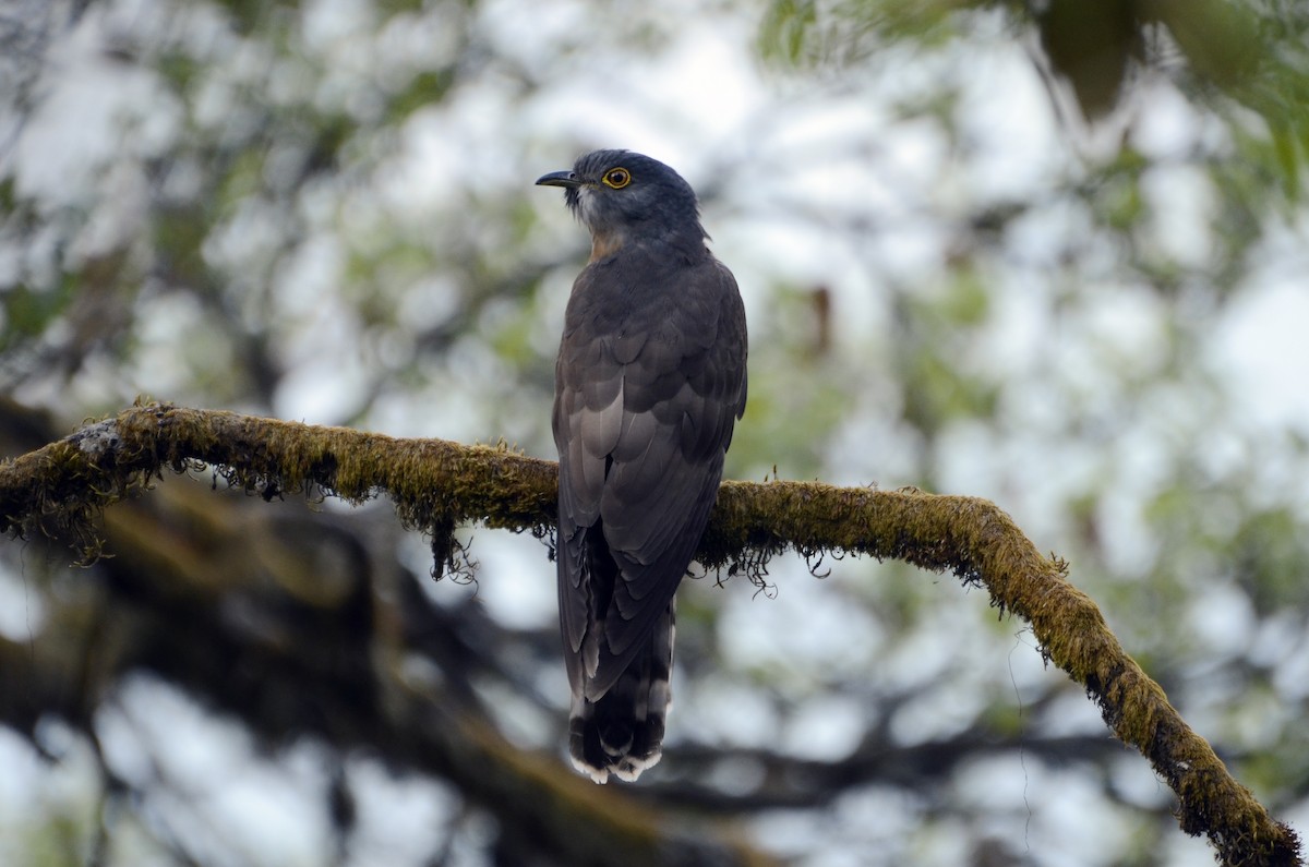 Large Hawk-Cuckoo - Panchapakesan Jeganathan