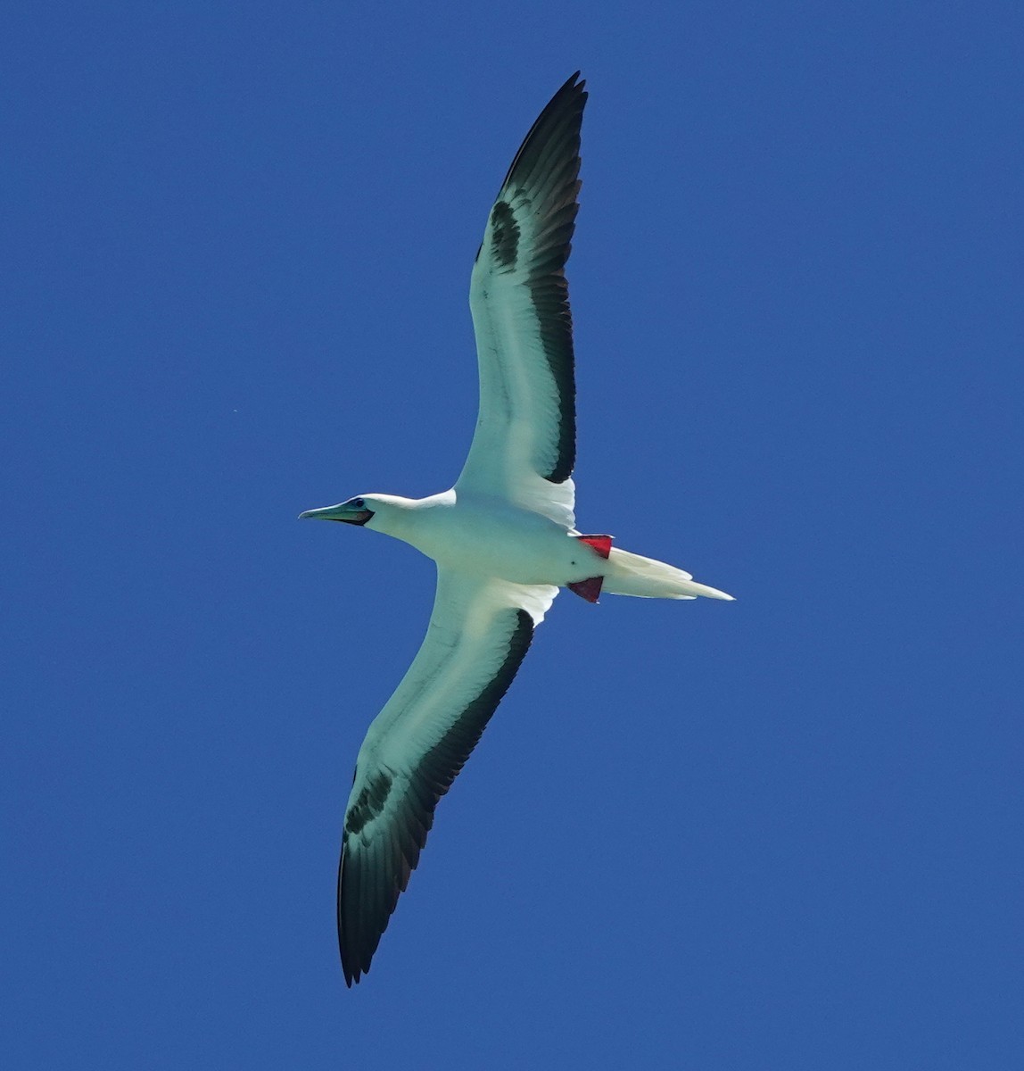 Red-footed Booby - ML184085521