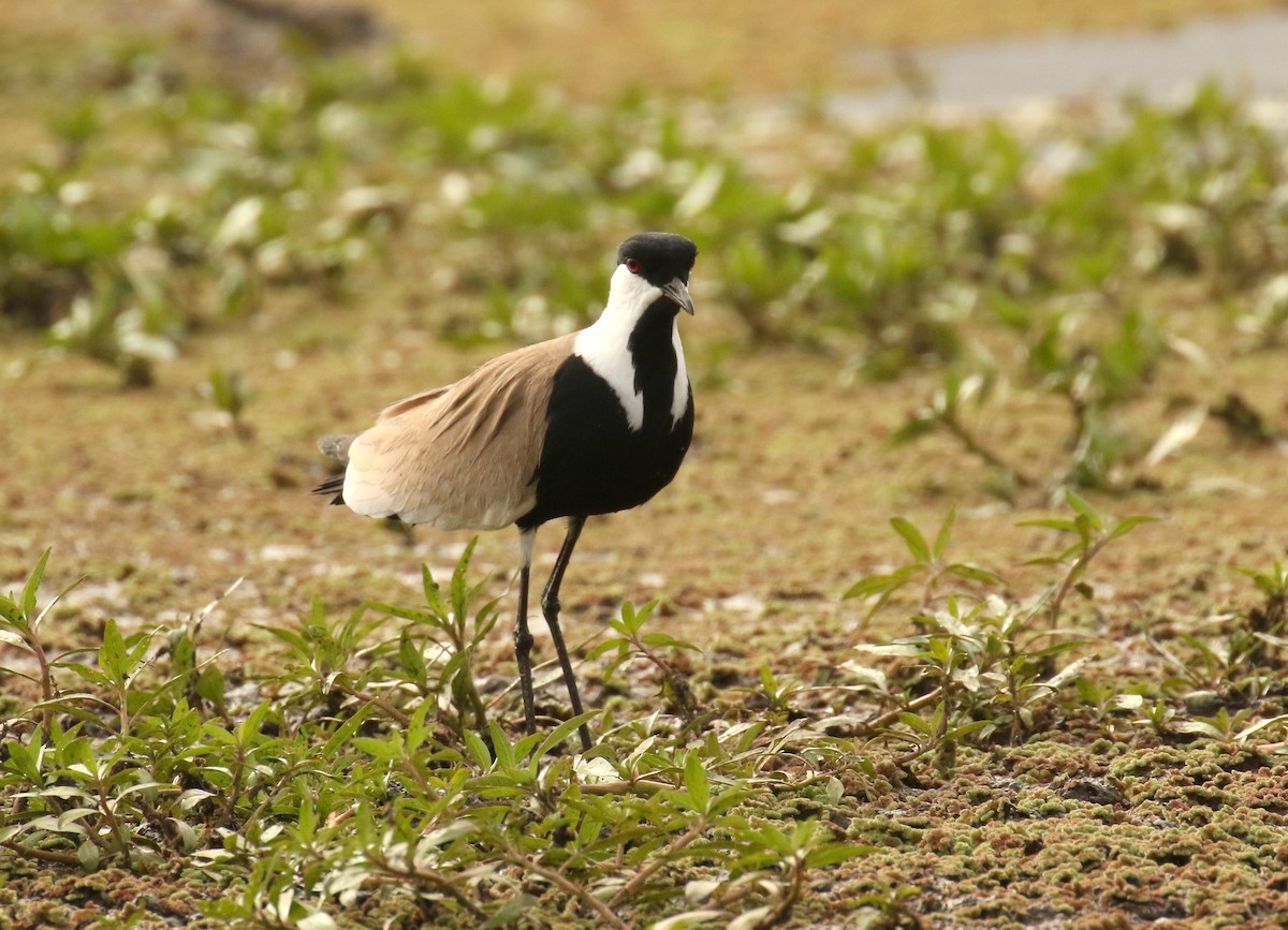 Spur-winged Lapwing - ML184086011
