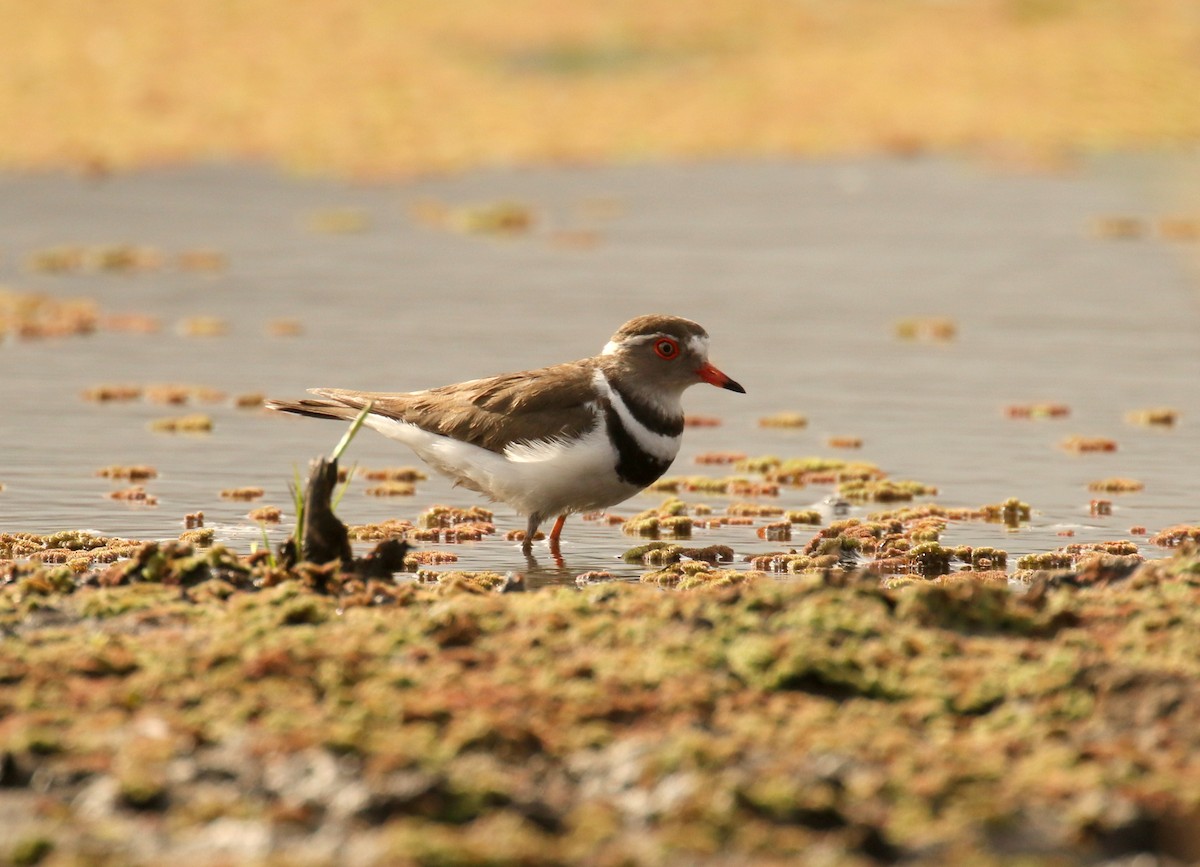Three-banded Plover - ML184086021