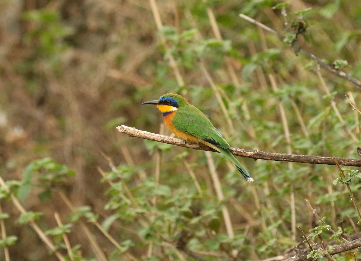 Ethiopian Bee-eater - ML184086181