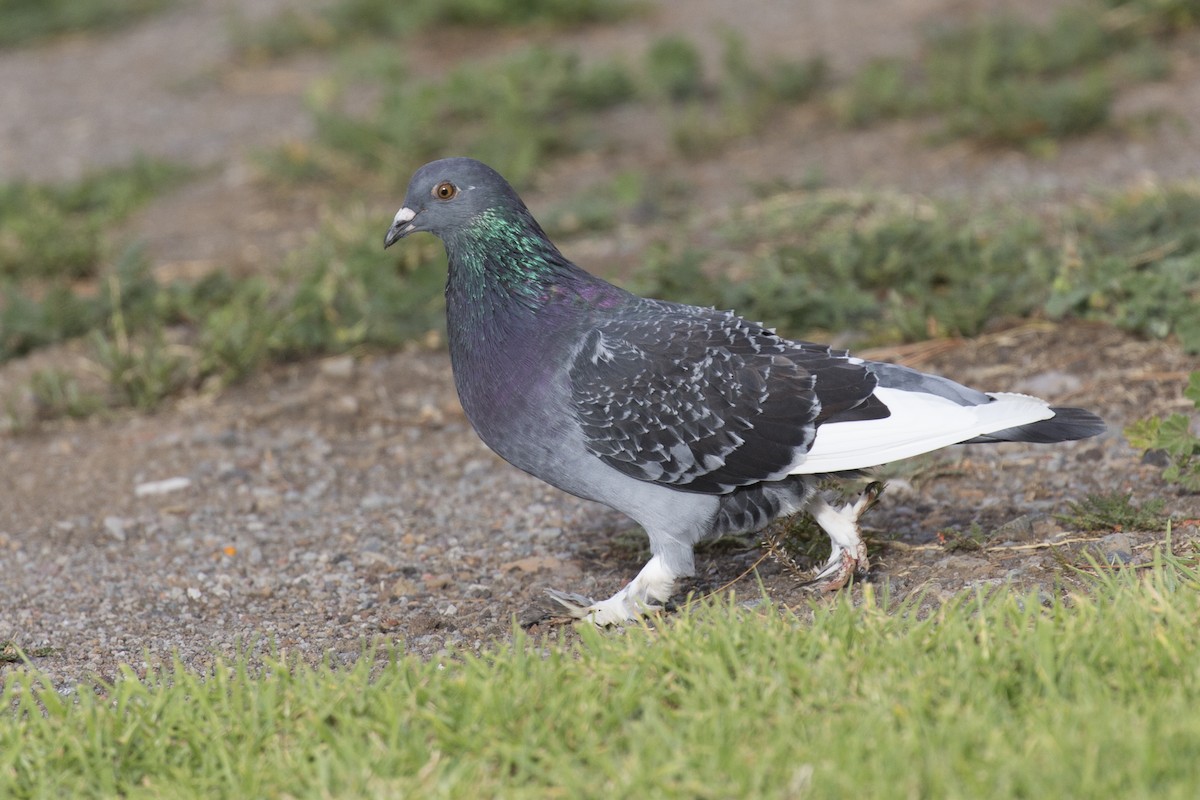 Rock Pigeon (Feral Pigeon) - ML184086221