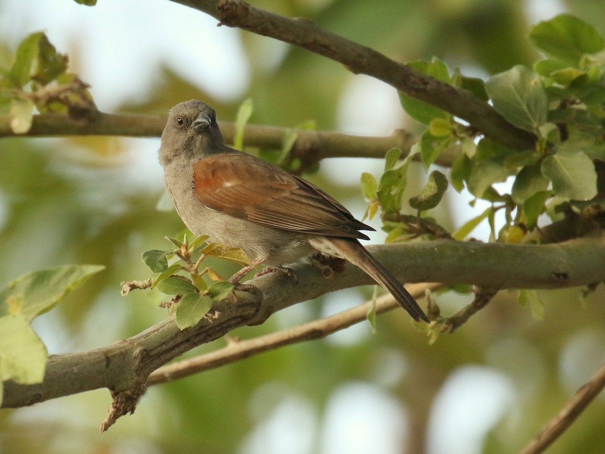 Northern Gray-headed Sparrow - ML184086281