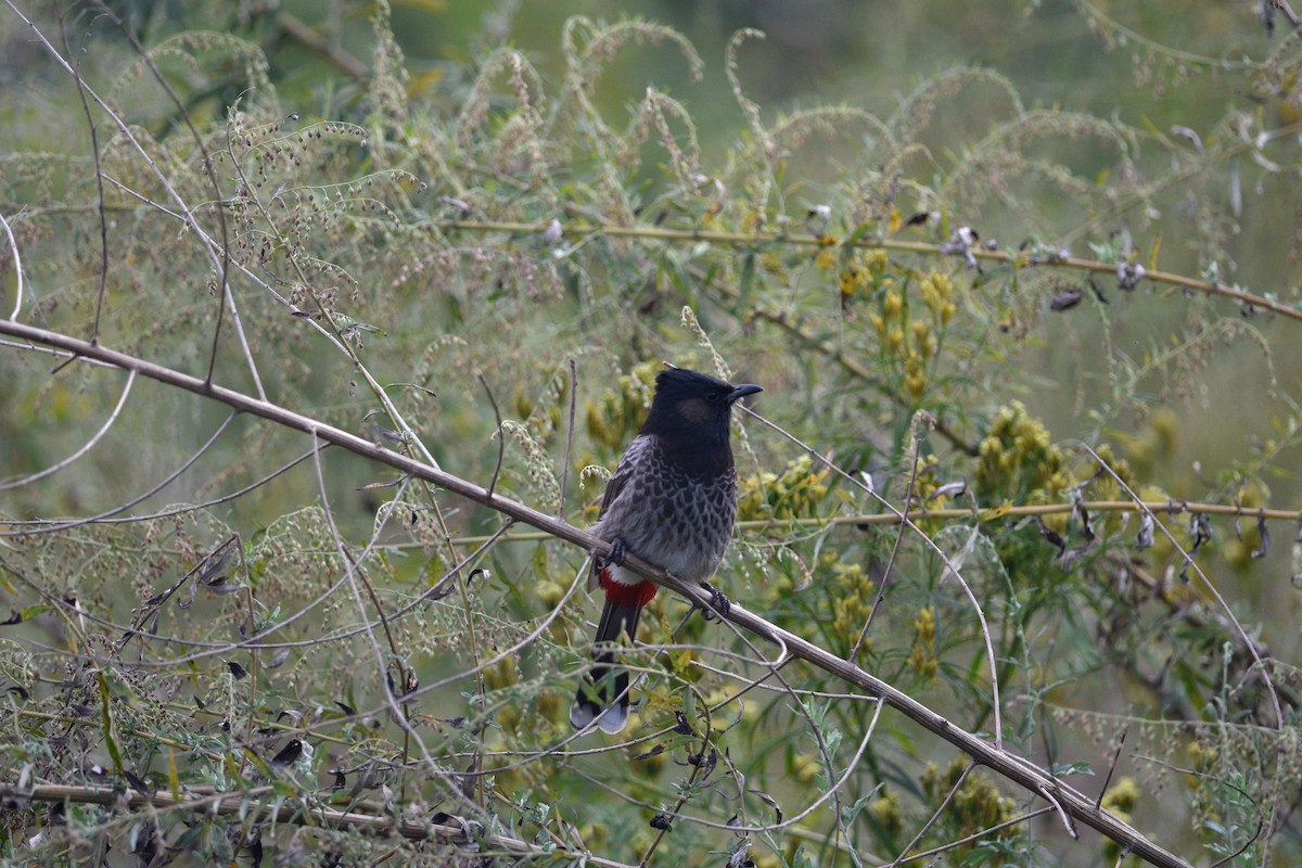 Red-vented Bulbul - ML184087791