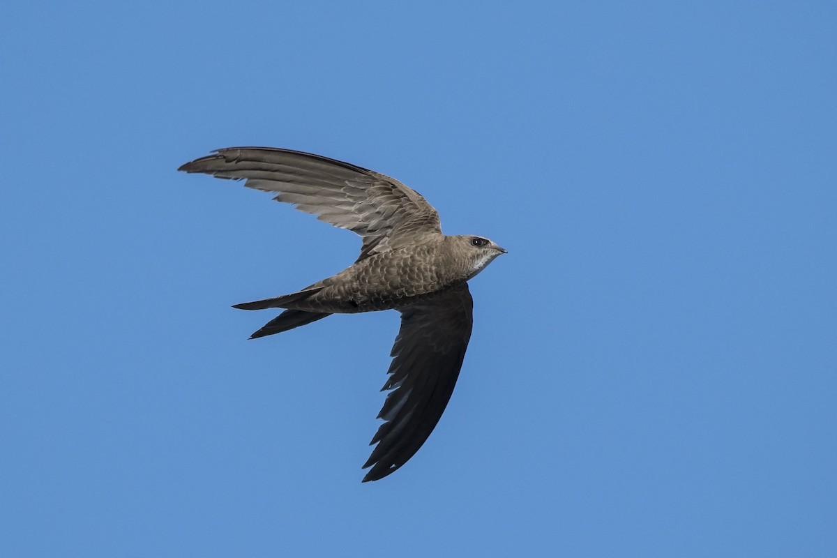 Pallid Swift - Miguel Rouco