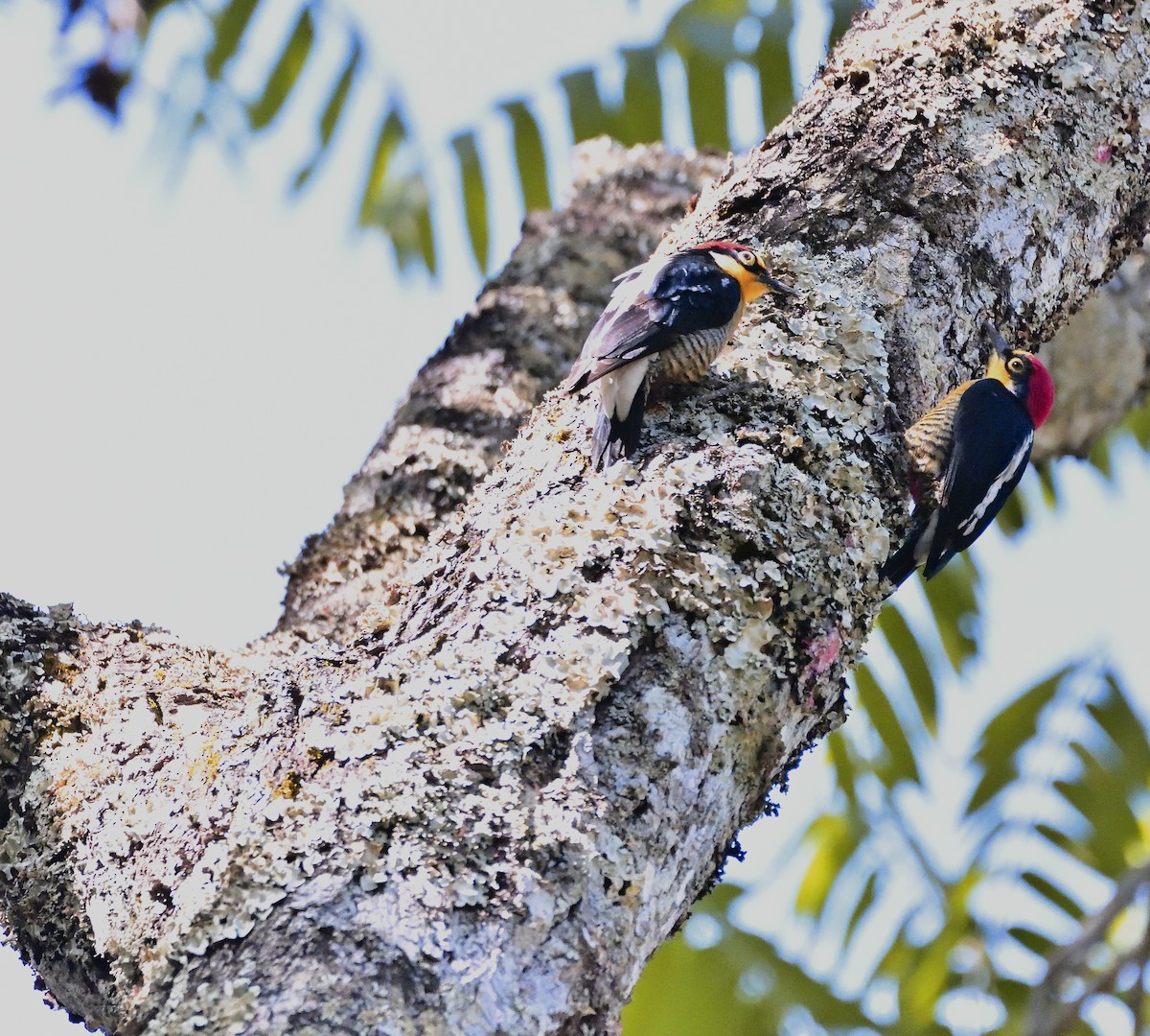 Yellow-fronted Woodpecker - ML184088751