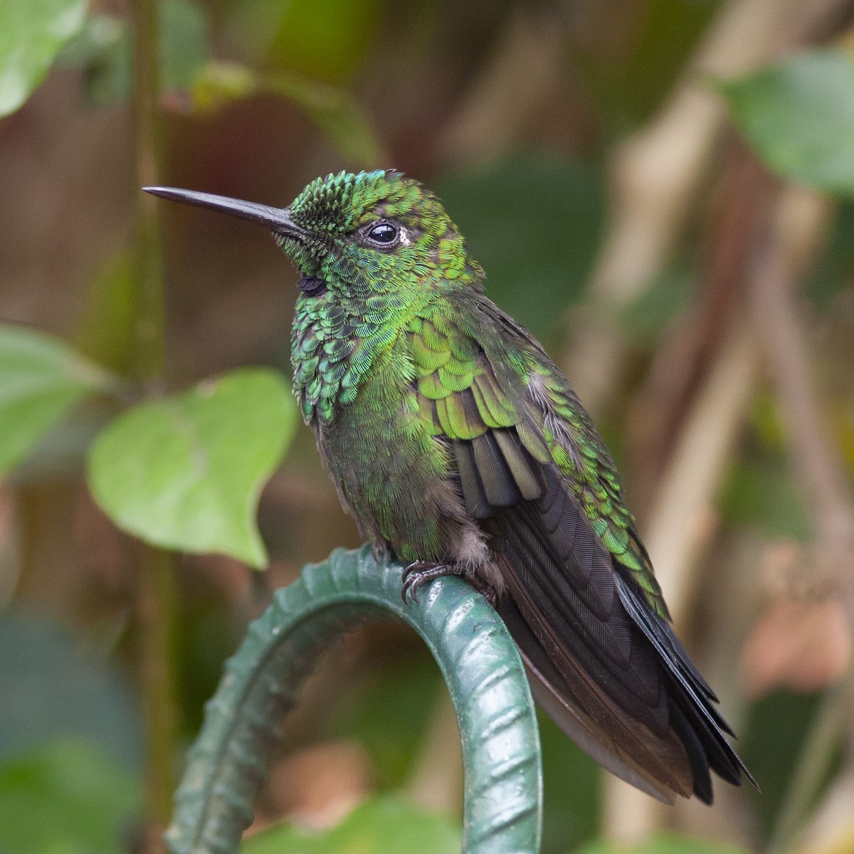 Green-crowned Brilliant - ML184089631