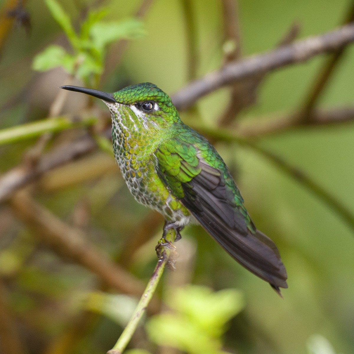 Green-crowned Brilliant - ML184090691