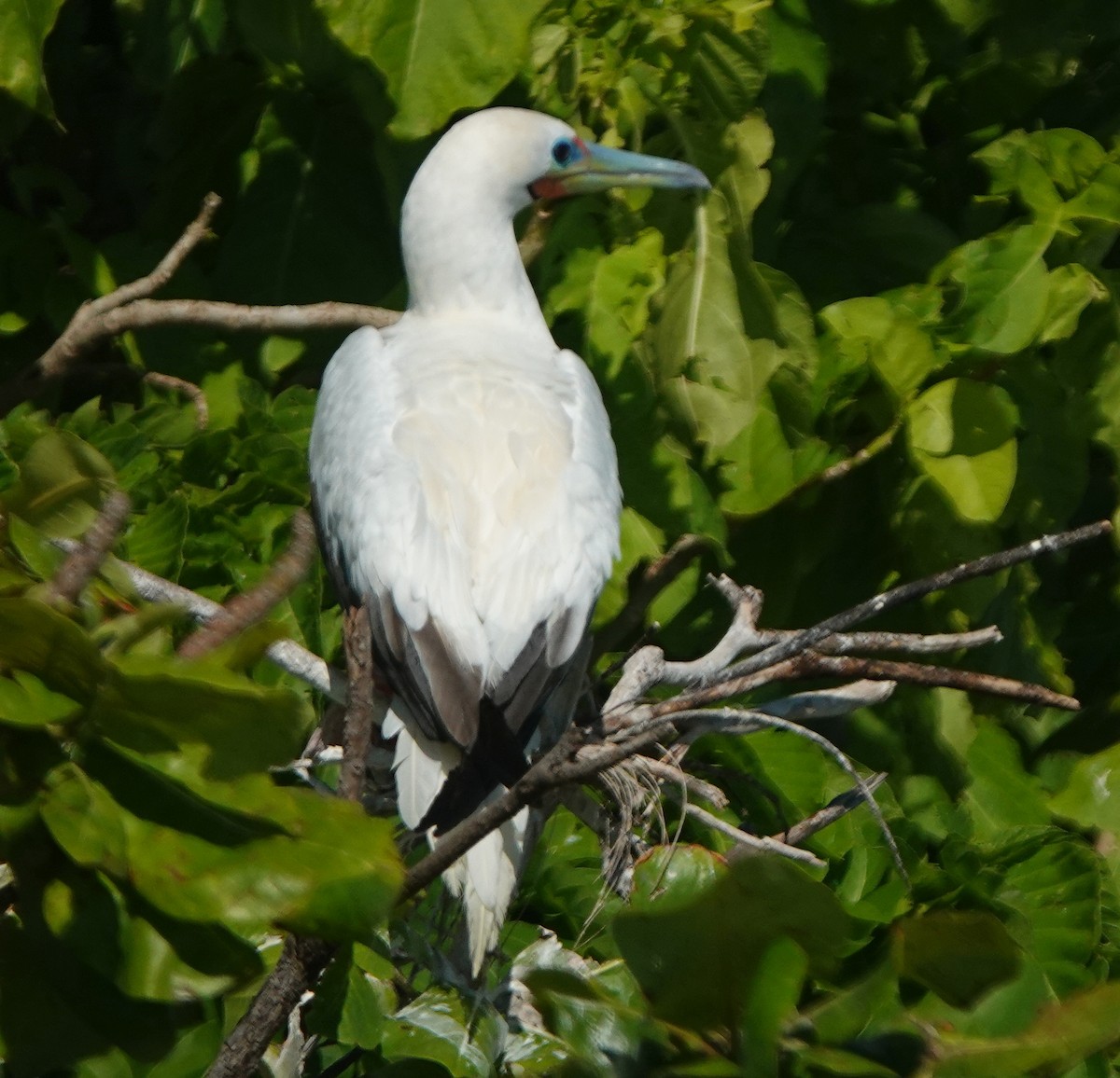 Red-footed Booby (Indopacific) - Sue Hacking