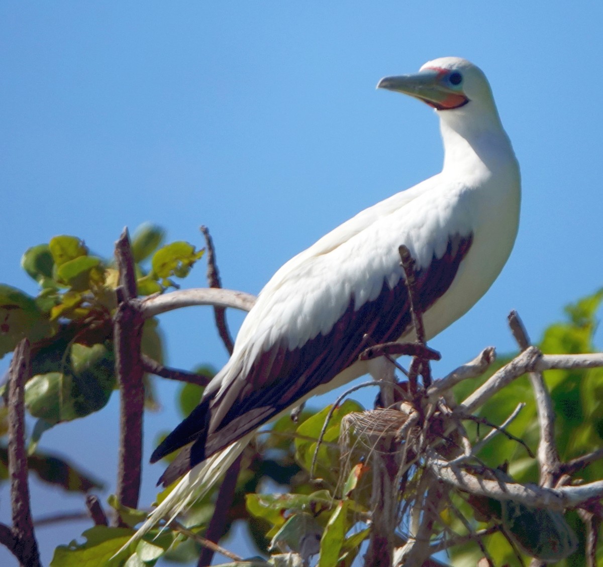 Red-footed Booby (Indopacific) - ML184091591