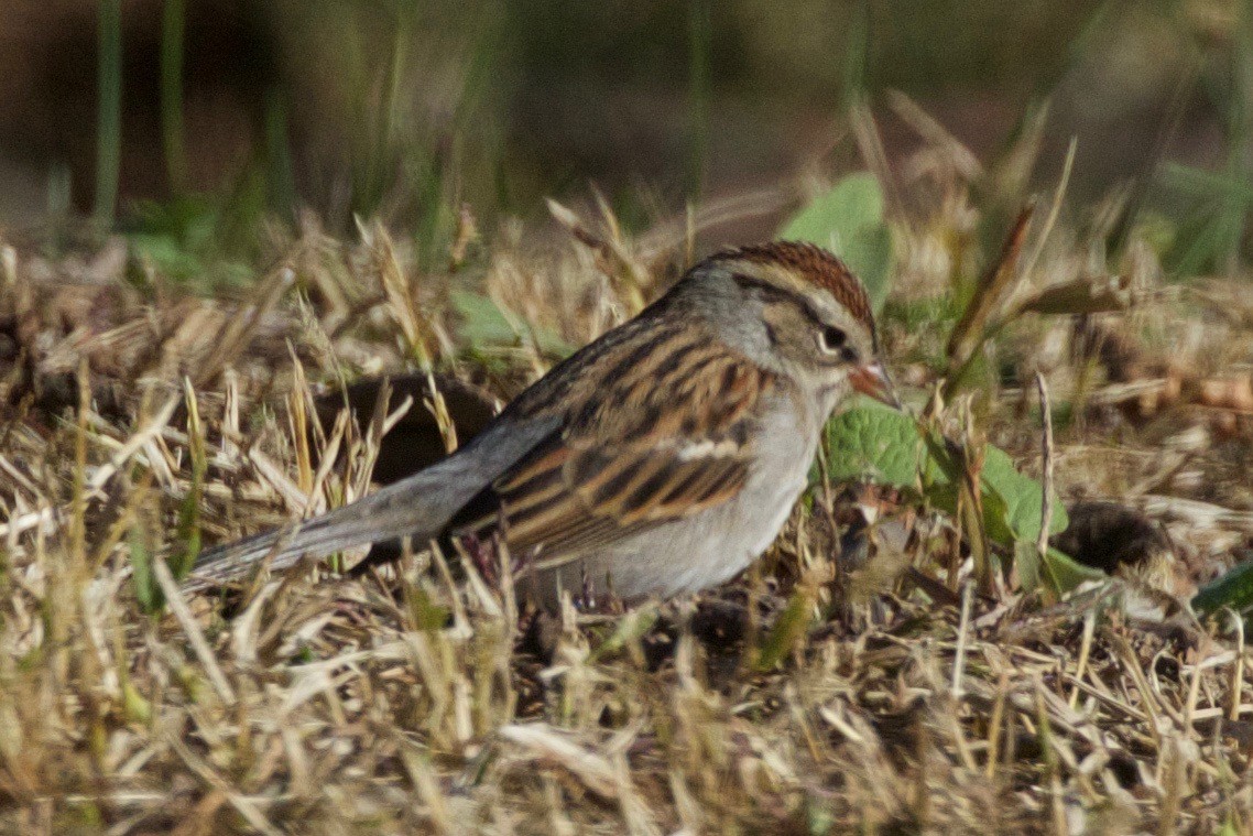 Chipping Sparrow - ML184092011