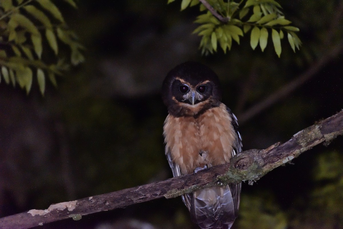Tawny-browed Owl - ML184092221